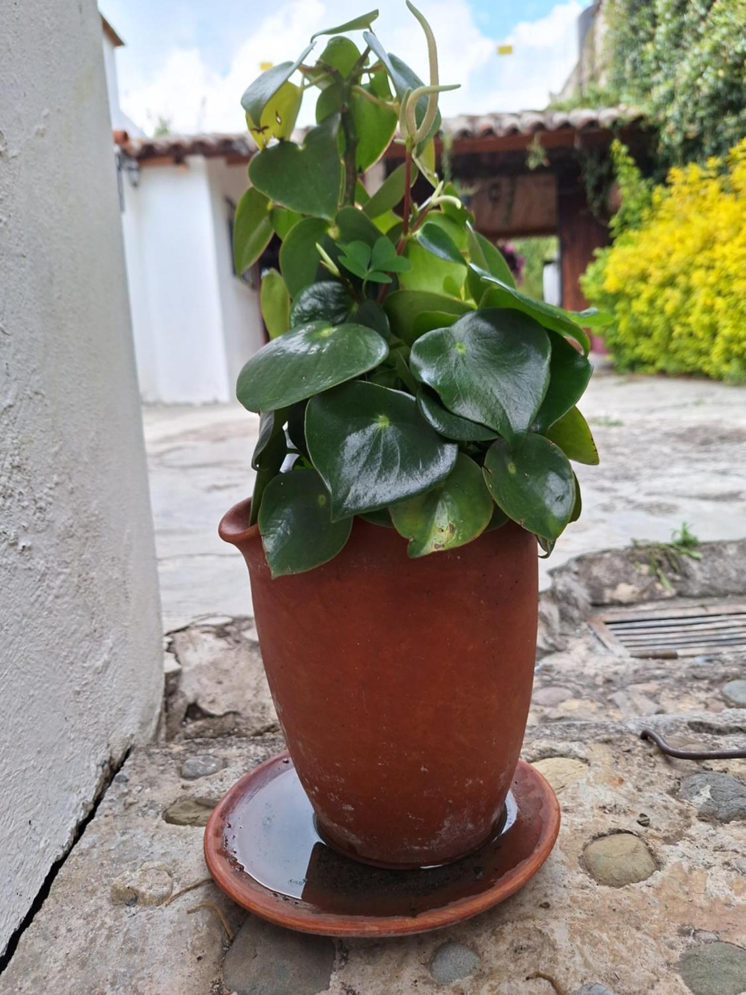 Casa Mua Hotel San Cristobal de las Casas Bilik gambar